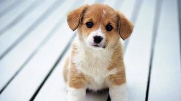 Animal Wallpaper HD स्क्रीनशॉट 3