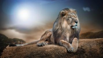 Animal Wallpaper HD स्क्रीनशॉट 1