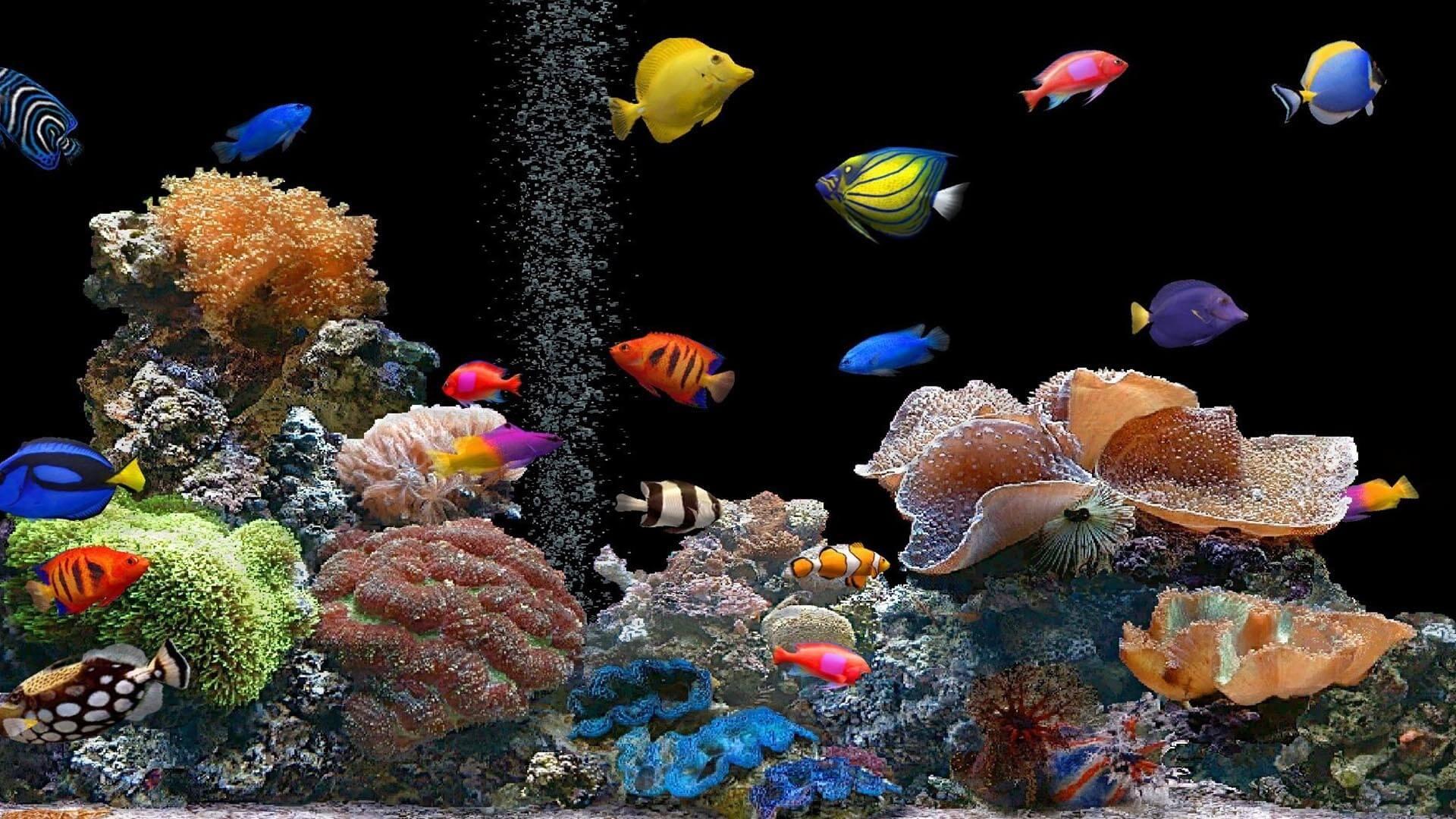  Aquarium  Wallpaper  HD for Android  APK Download