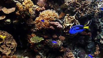 Aquarium Wallpaper HD Affiche