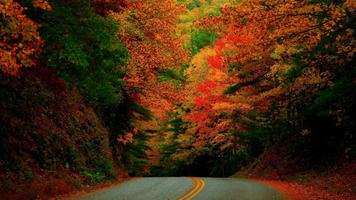 Autumn Wallpaper HD Screenshot 1