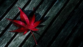 Autumn Wallpaper HD Screenshot 2