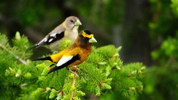 Birds Wallpaper HD Cartaz