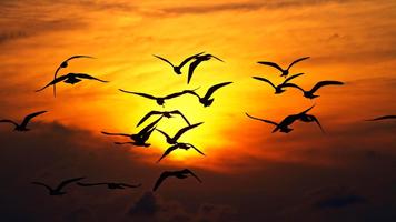 Birds Wallpaper HD imagem de tela 2