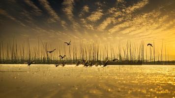 Birds Wallpaper HD imagem de tela 3