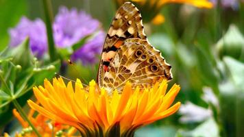 Butterfly Wallpaper HD पोस्टर