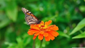 Butterfly Wallpaper HD स्क्रीनशॉट 1