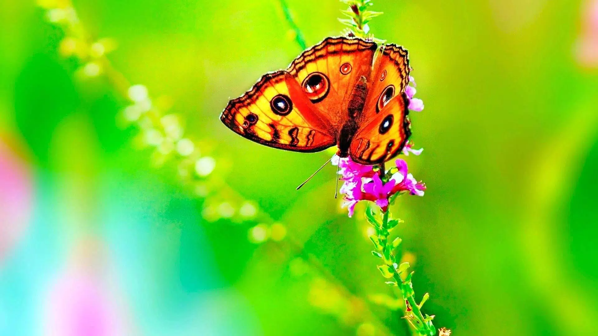 Butterfly Wallpaper HD APK for Android Download Butterfly Wallpaper HD APK for Android Download