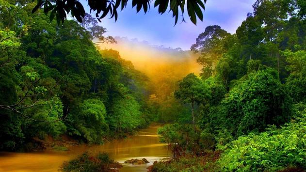 Rain Forest Wallpaper HD for Android APK Download