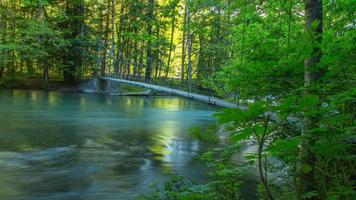 Rain Forest Wallpaper HD captura de pantalla 2