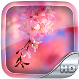 Sakura Wallpaper HD icône