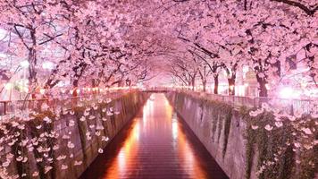 Sakura Wallpaper HD imagem de tela 3