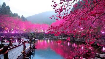Sakura Wallpaper HD स्क्रीनशॉट 2