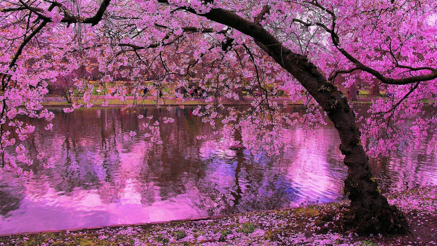 Sakura Wallpaper HD for Android - APK Download