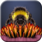 Bee Wallpapers Free آئیکن