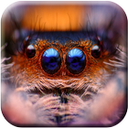 Spider Wallpapers Free আইকন