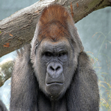 Gorilla Wallpaper Zeichen