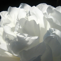 Beautiful Flowers Wallpapers