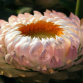 Spring Flowers Wallpapers