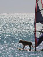 Windsurfing Wallpapers Free capture d'écran 1