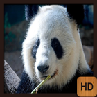 Animals Wallpapers HD Free ikona