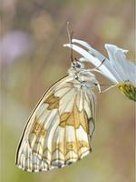 Butterfly Wallpapers Affiche