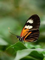 Butterfly Wallpapers ภาพหน้าจอ 1