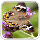 Butterfly Wallpapers আইকন