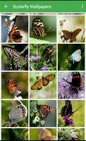 Butterfly Wallpapers โปสเตอร์