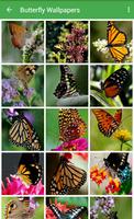 Butterfly Wallpapers captura de pantalla 1