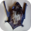 Bat Apps