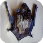 Bat Apps icône