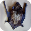 Bat Apps APK