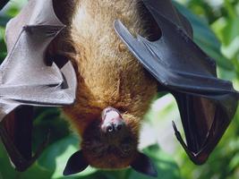 Bat Apps تصوير الشاشة 1