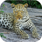 BigCatBG: Big Cat Wallpapers icon