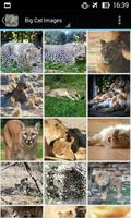 BigCatBG: Big Cat Wallpapers poster