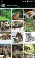 BigCatBG: Big Cat Wallpapers 截圖 2