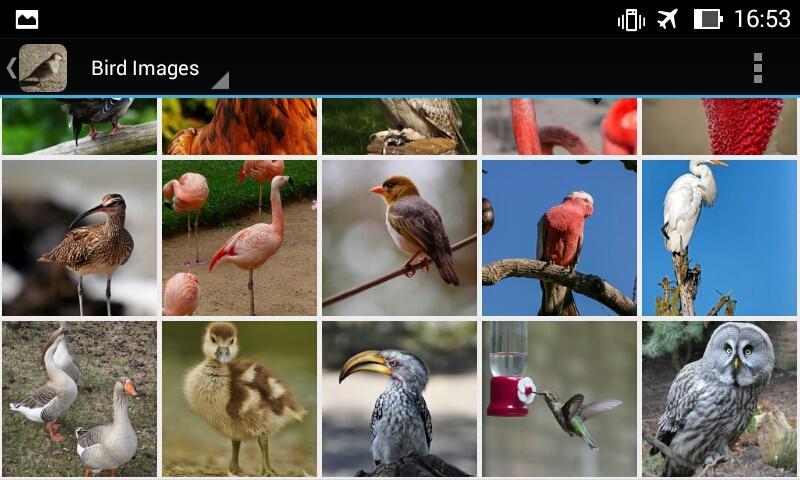 Приложение bird. Bird app.