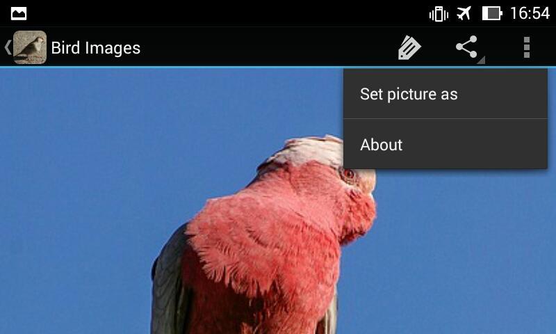 Приложение попугаи. Вертикальные обои на телефон попугаи.