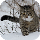 Awesome Cat Apps APK