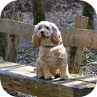 DogBG: The Dog Wallpapers आइकन