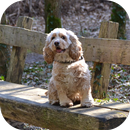 DogBG: The Dog Wallpapers APK