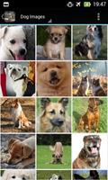 DogBG: The Dog Wallpapers Plakat