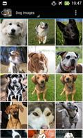 DogBG: The Dog Wallpapers اسکرین شاٹ 1