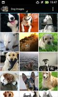 DogBG: The Dog Wallpapers captura de pantalla 2