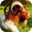 Apps for Goat Lovers
