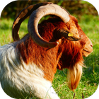 Apps for Goat Lovers иконка