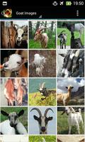Apps for Goat Lovers स्क्रीनशॉट 3