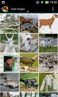 Apps for Goat Lovers скриншот 2