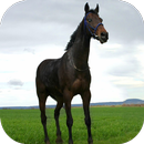 Free Horse Pictures and Top Horse Games Guide aplikacja